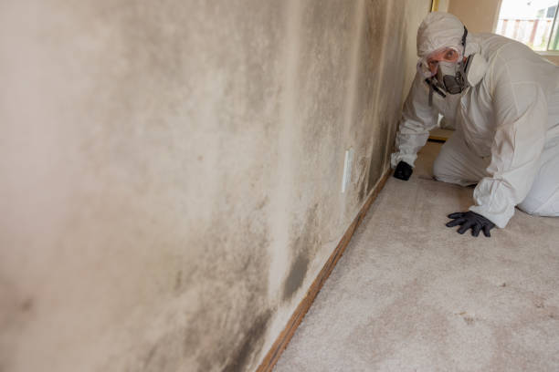 Professional Mold Removal in Englewood, NJ